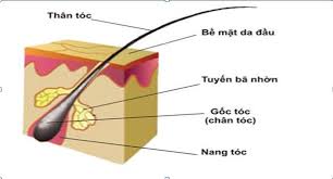Tóc thường được dùng để xét nghiệm ADN