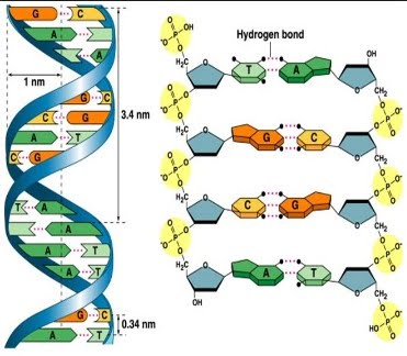 Xet-nghiem-ADN-Acid-Deoxyribonucleic