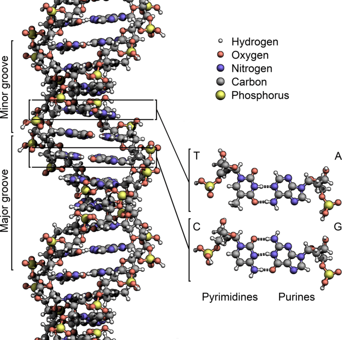 Tìm hiểu về xét nghiệm ADN sau sinh