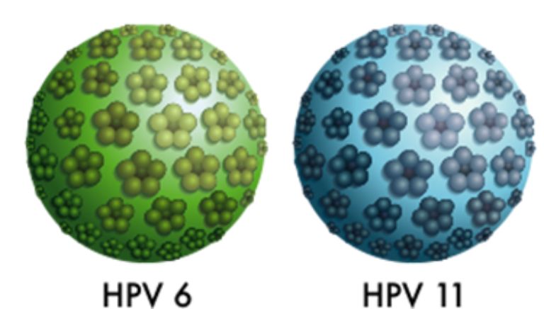 Điều gì làm tăng nguy cơ mắc bệnh do virus HPV type 11?