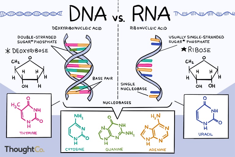 ADN hay ARN có trước