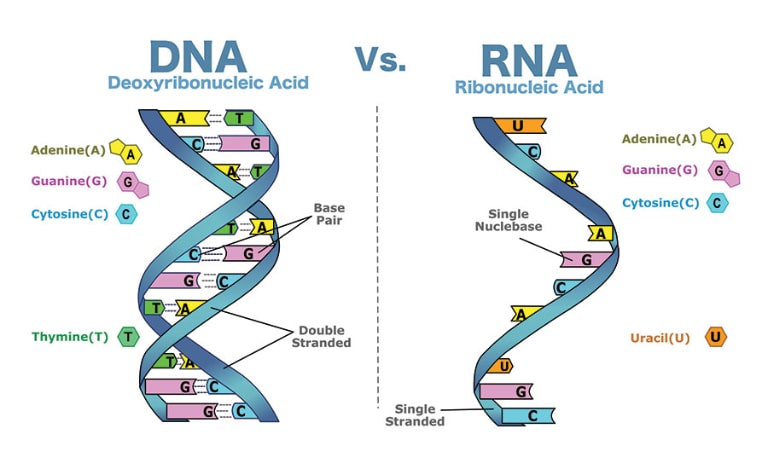 ADN hay ARN có trước