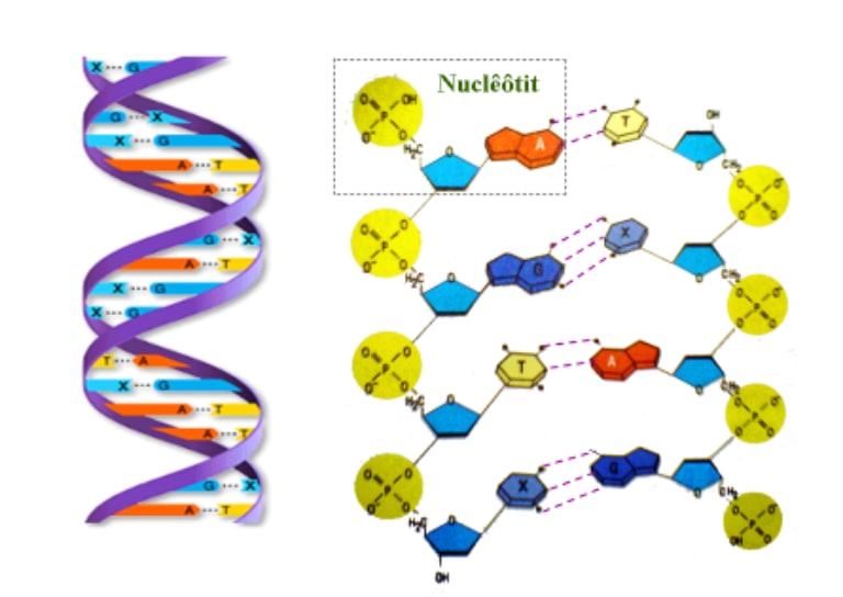 Mô hình học tập chuỗi DNA 3D của Gen người  Gia Dụng Nhà Việt