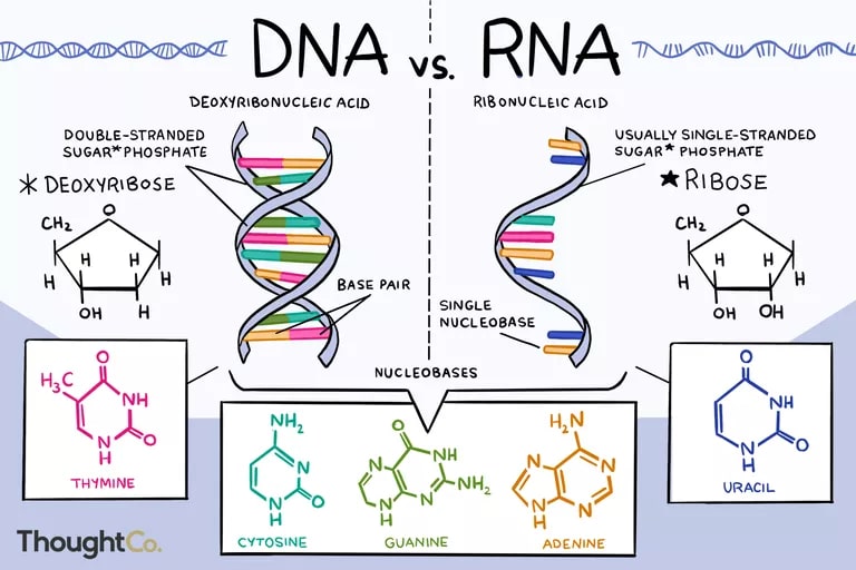 So Sánh ADN Và ARN: Giống Và Khác Nhau Ở Điểm Nào? – GenPlus